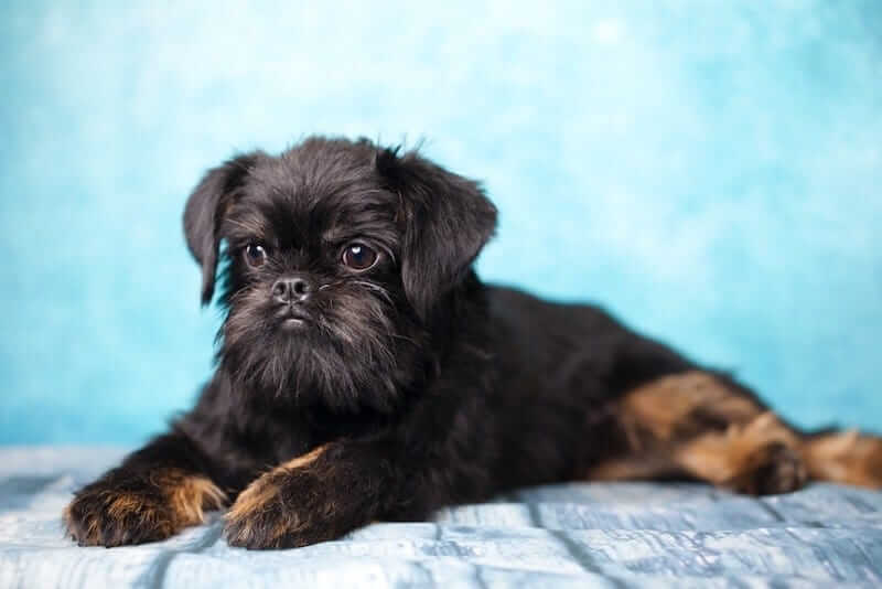 Affengriffon dog Characteristics
