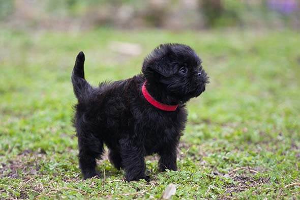 Affenpinscher Dog Characteristics