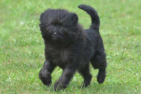 Affenshire dog Characteristics