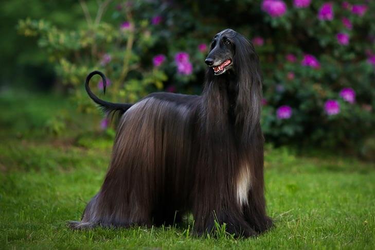 Afghan Hound Dog Characteristics