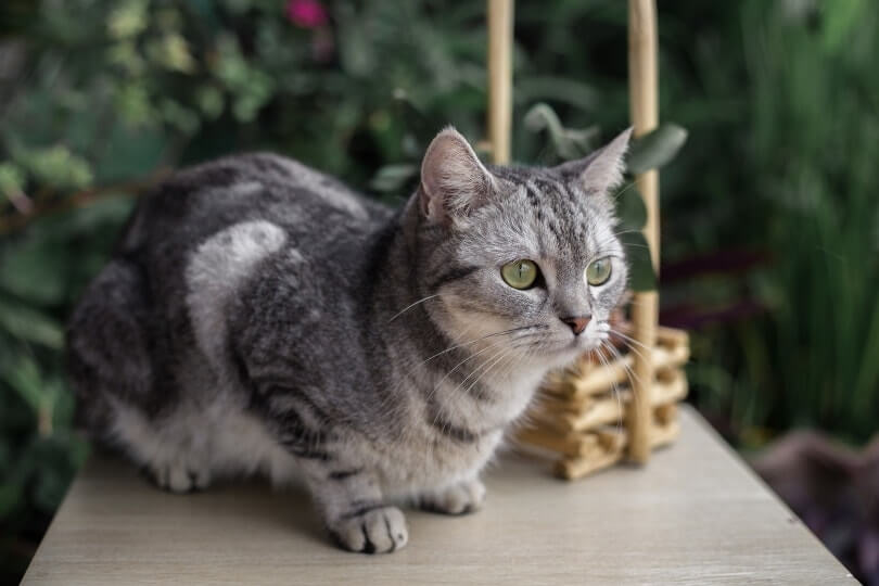American Shorthair personalities