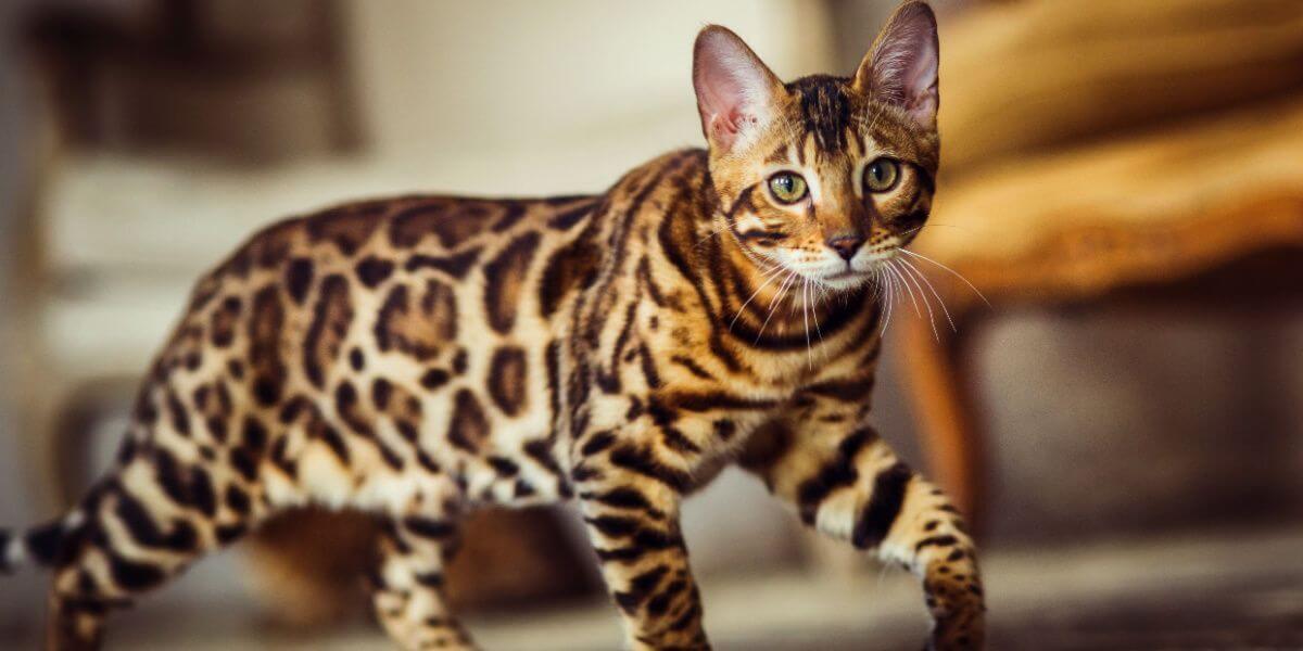 Fascinating Cat Breeds: Bengal Cat Personalities and Temperaments