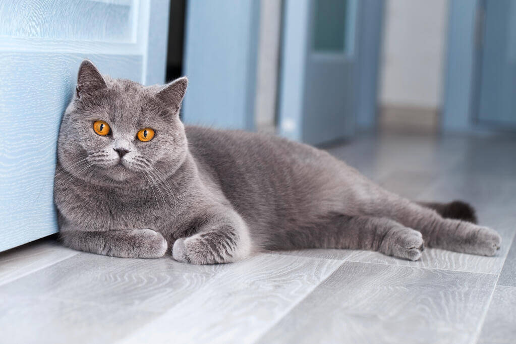 Discovering British Shorthair Personalities and Traits