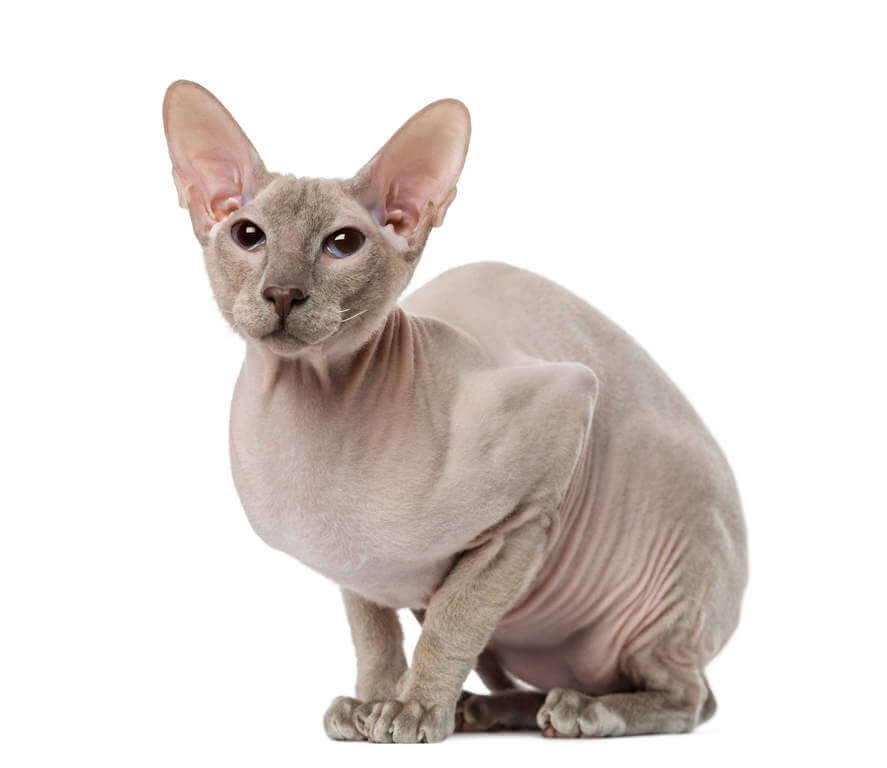 Peterbald Cat Characteristics: Overview and Interesting Facts
