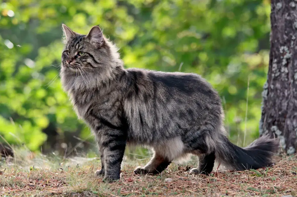 Norwegian forest cat personality
