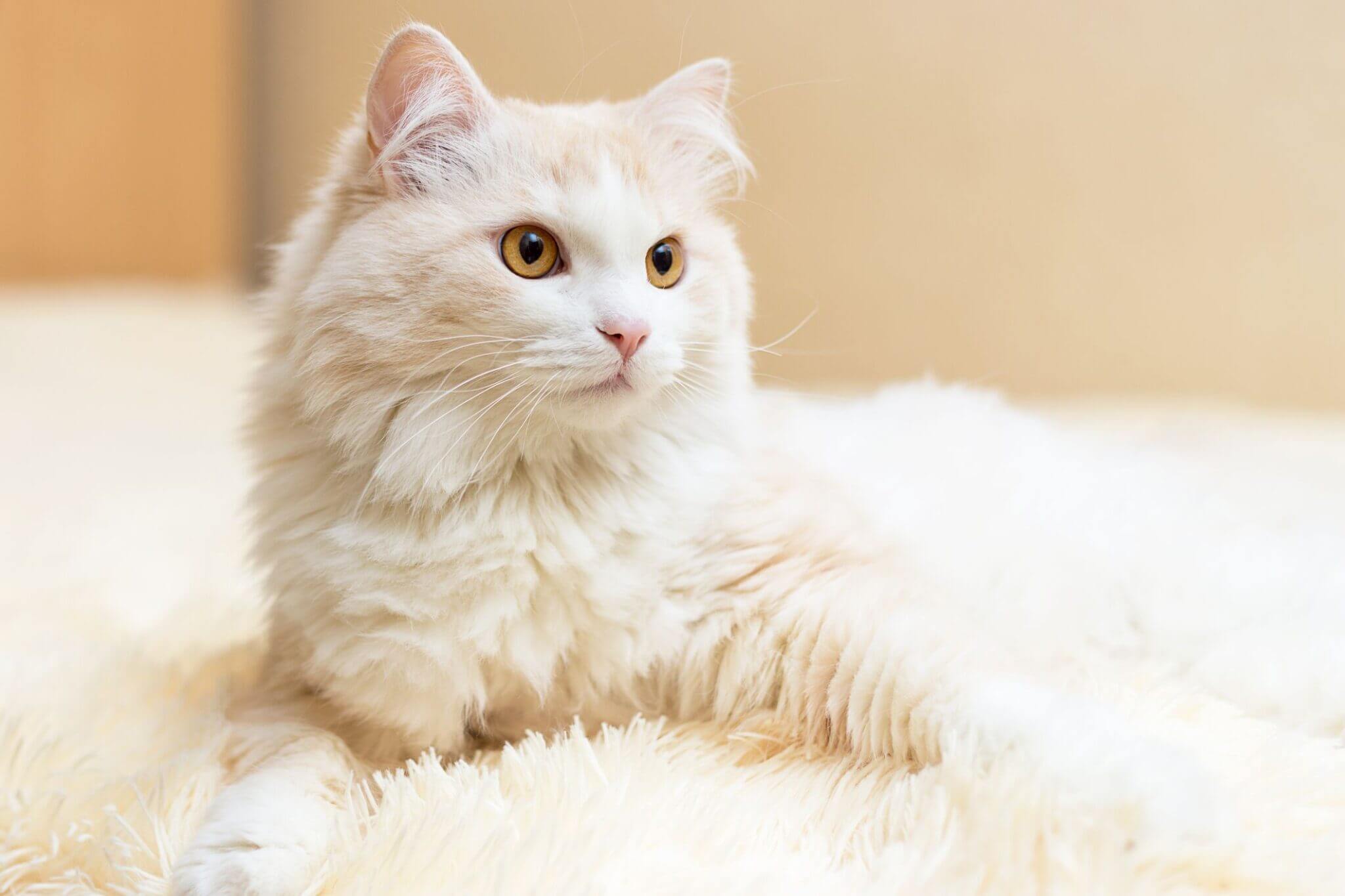 Turkish Angora cat personalities