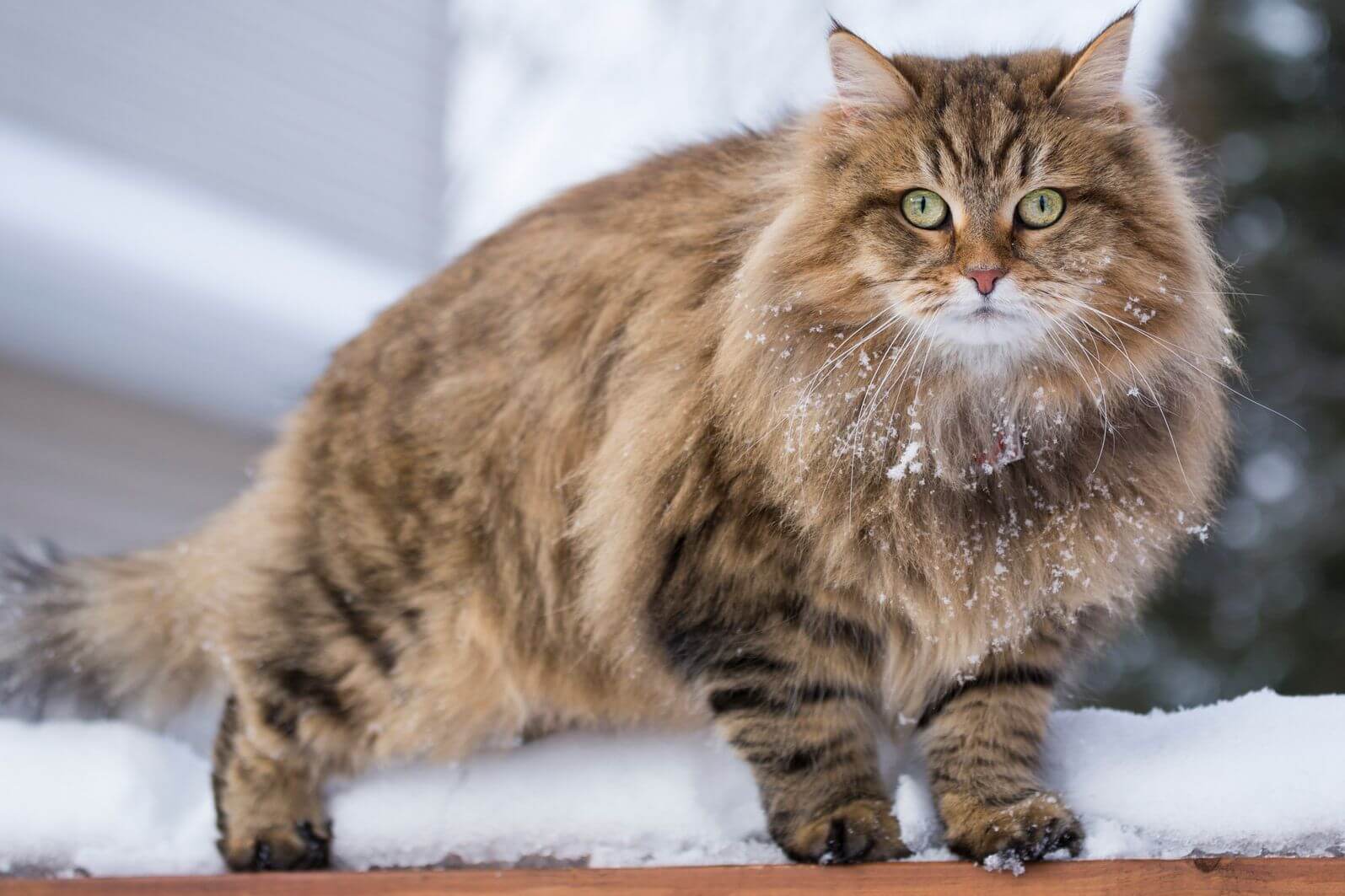 Siberian Cat personalities