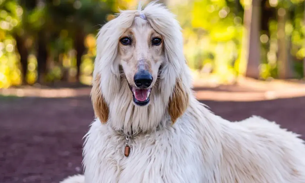 Afghan Sheepdog dog Characteristics