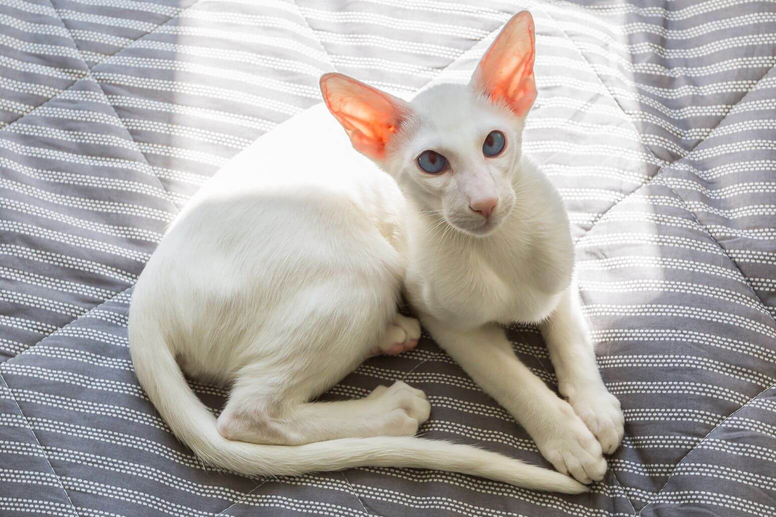 Oriental Shorthair cat personalities