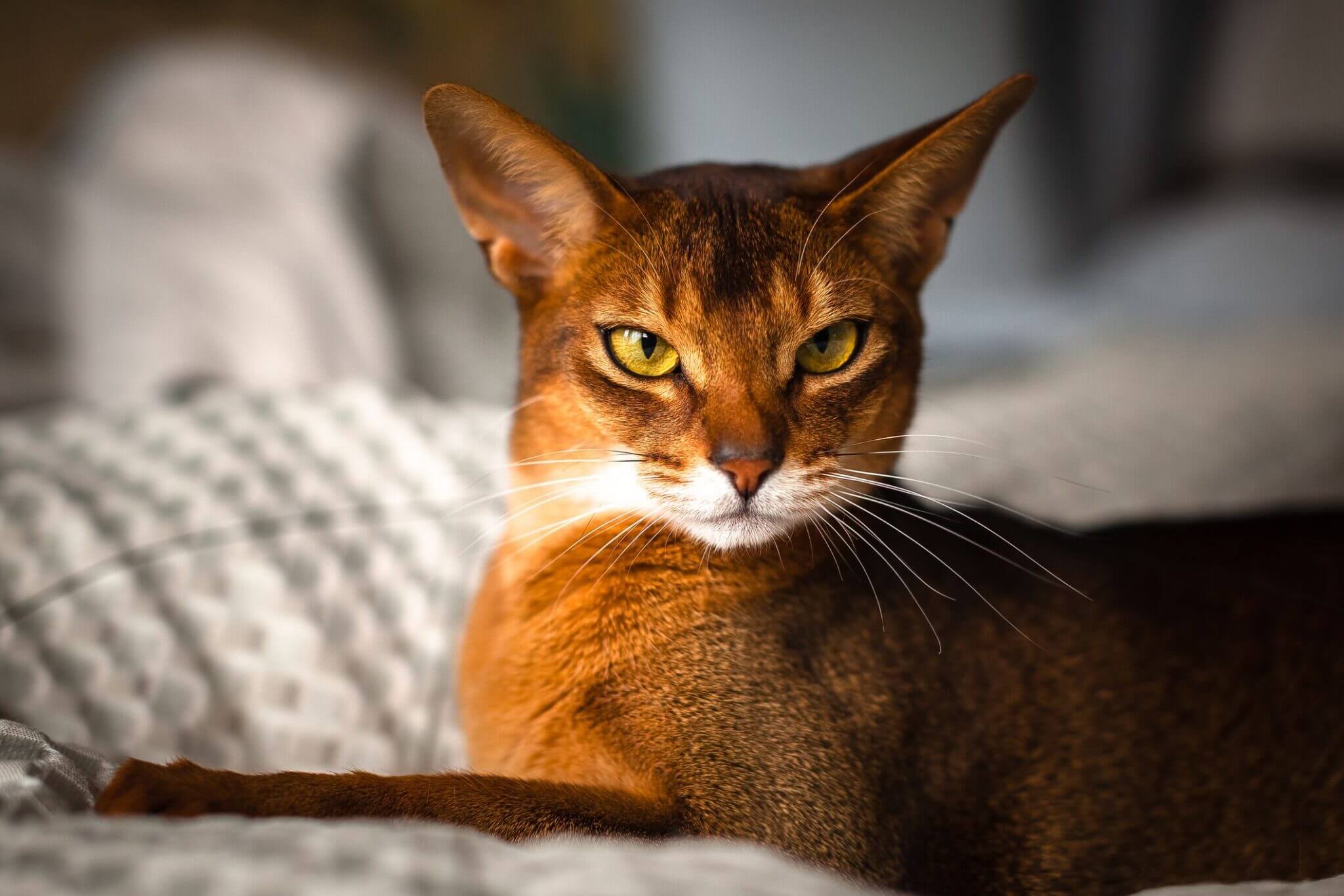 Abyssinian cat personalities