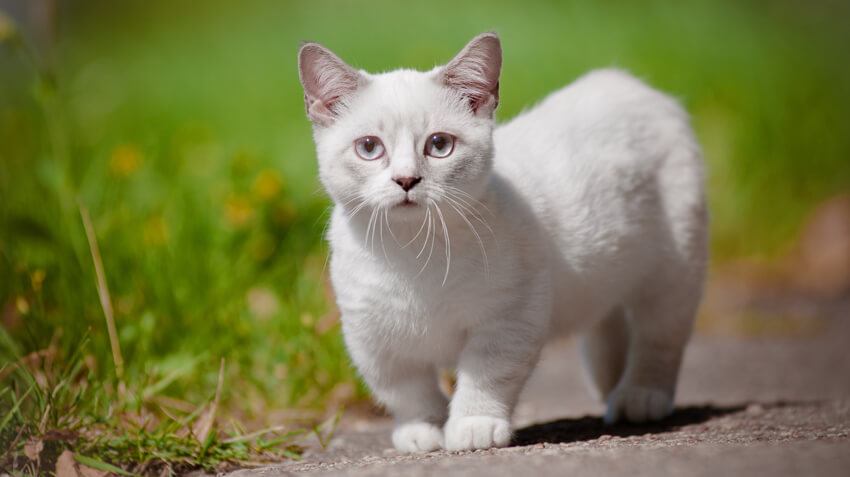 Exploring Stunning Feline Breeds: Munchkin Cat Personalities and Characteristics