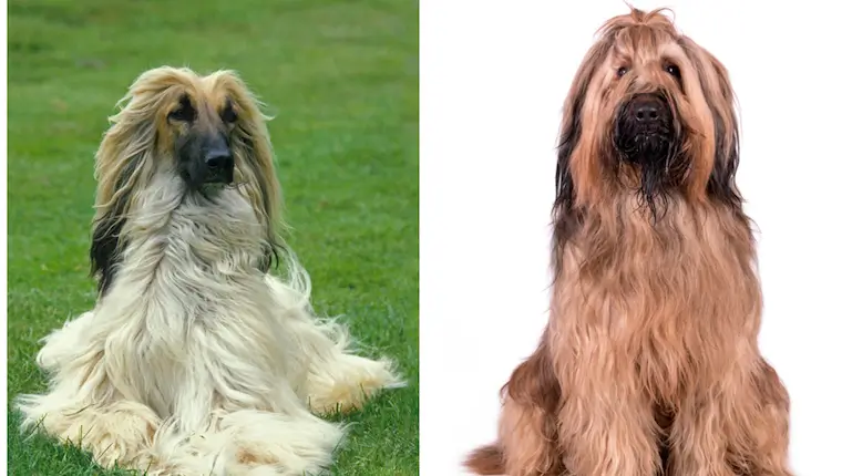Afaird Dog Breed