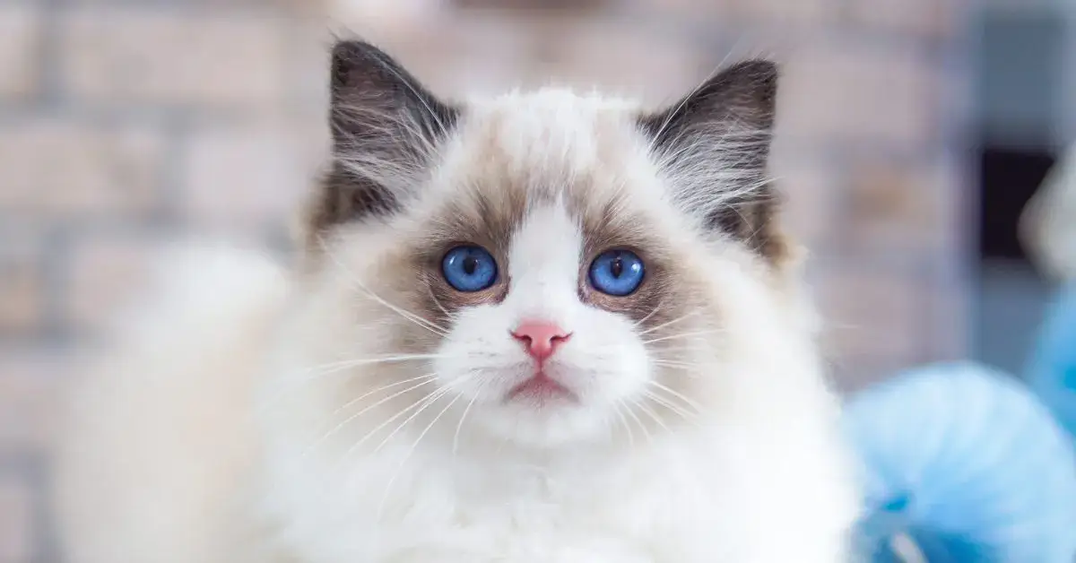 What You Should Know About Ragdoll Cat Personalities