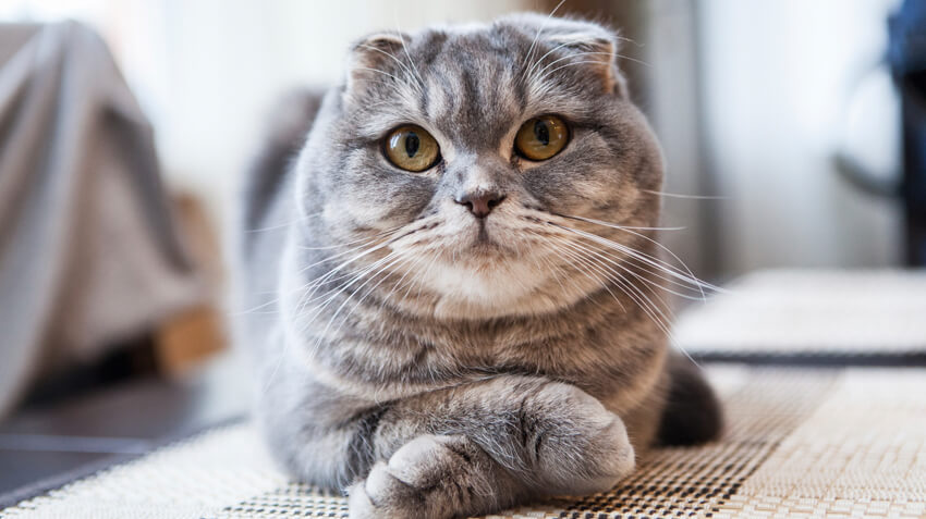 Scottish Fold cat personality