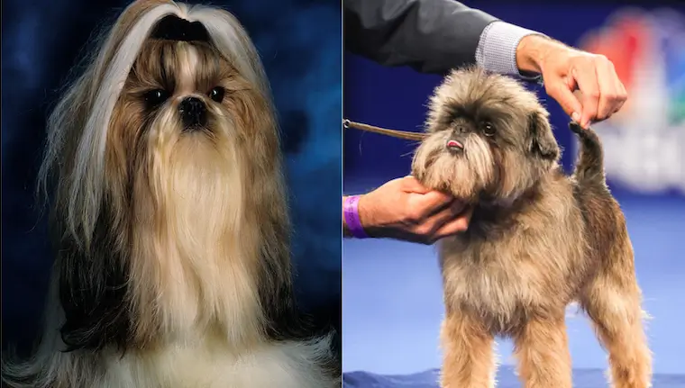 Affen Tzu dog Characteristics