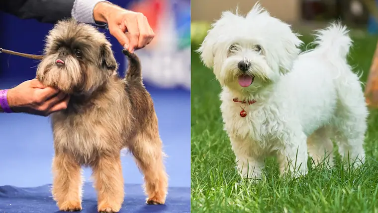 Affenchon dog breed