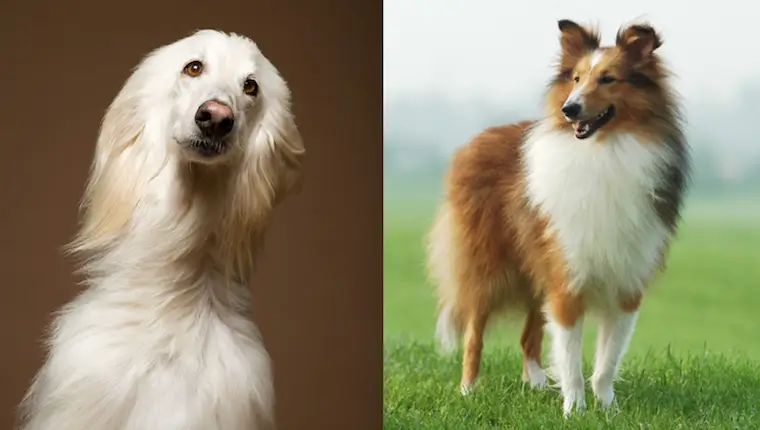 Afollie dog Characteristics