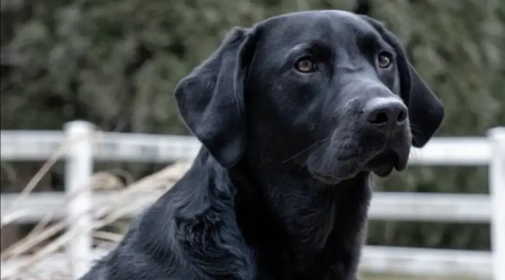 Afador Dog: Characteristics