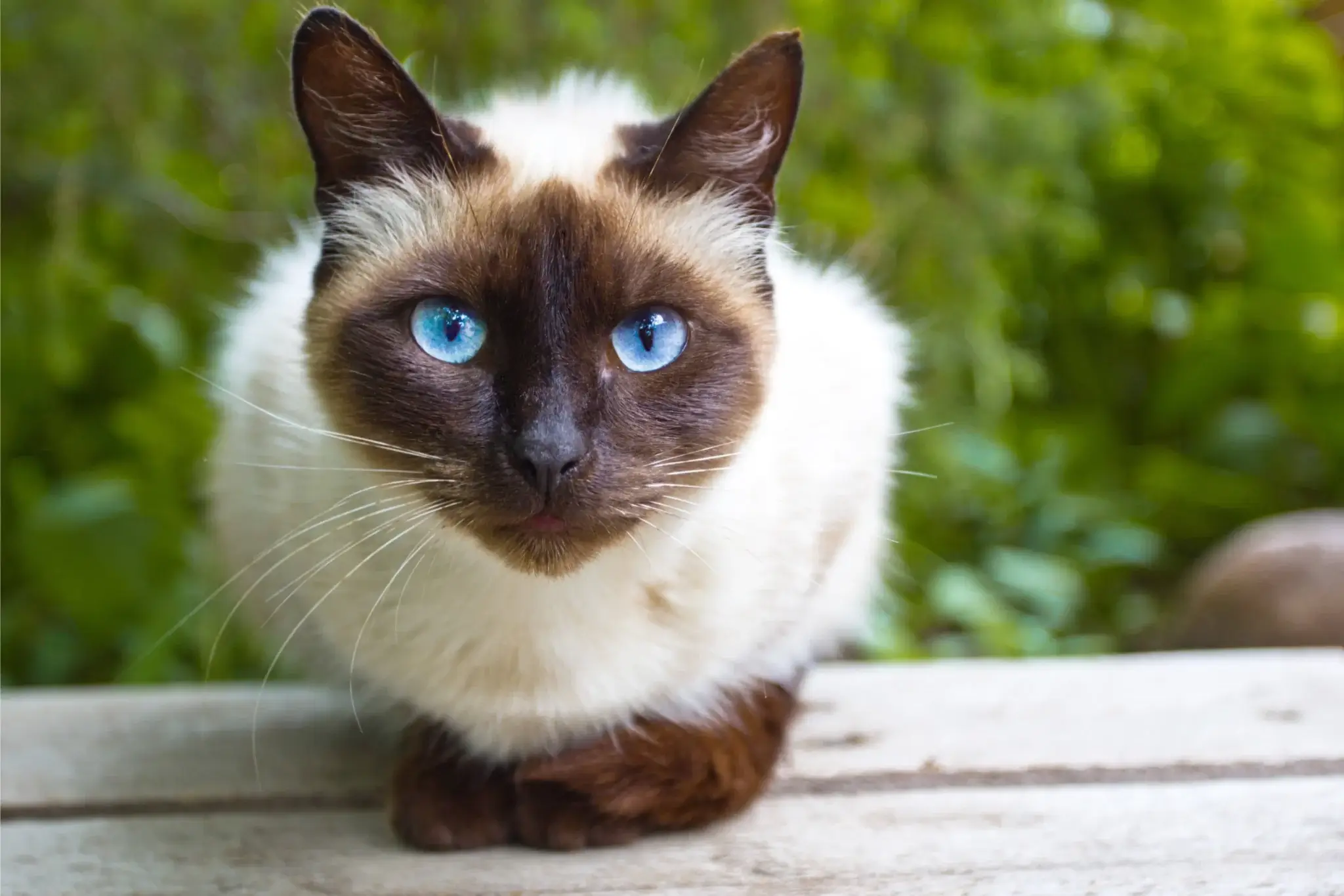 What You Should Know About Thai Siamese Cat Personalities