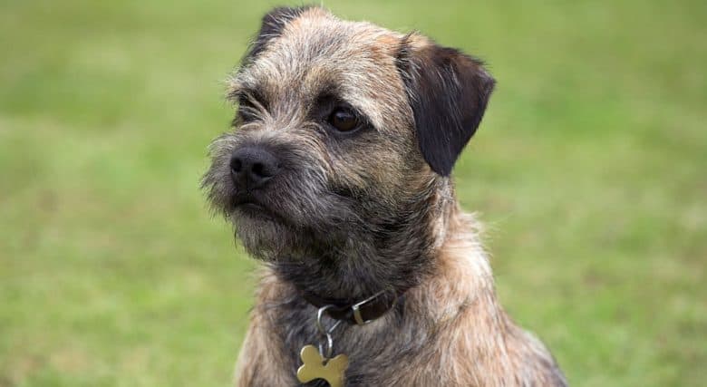 Affen Border Terrier Dog Characteristics