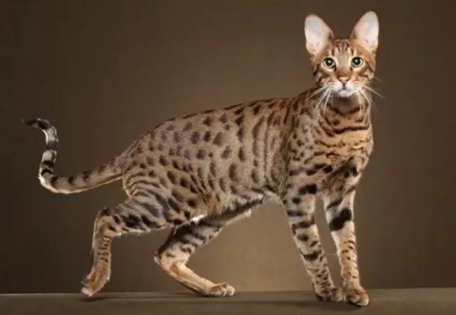 Savannah cat personalities