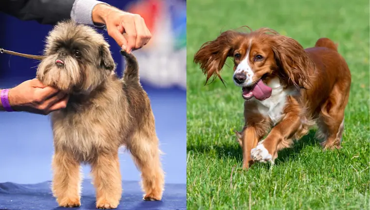 Affen Spaniel Dog Characteristics