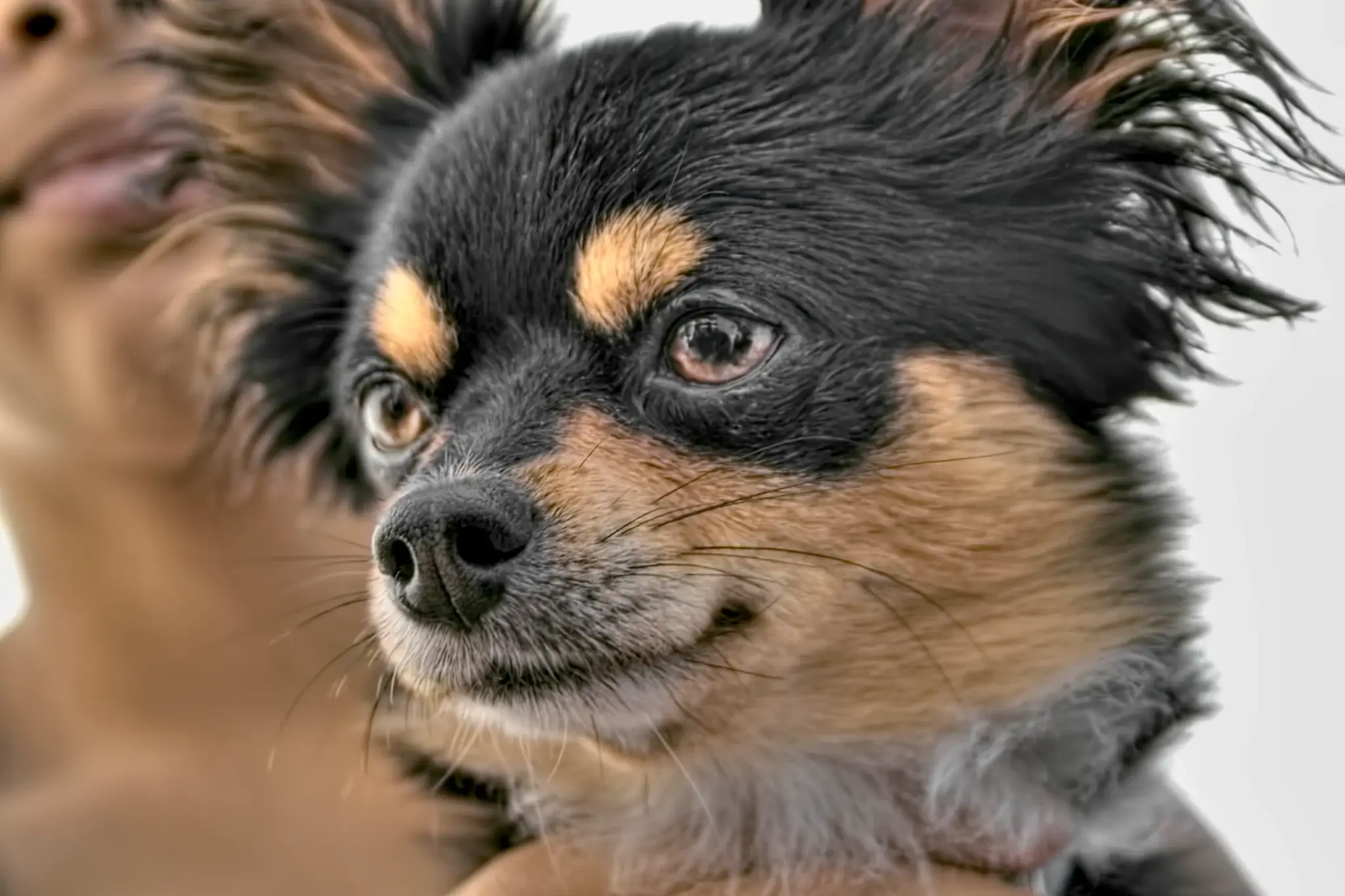 Affenhuahua Dog Characteristics