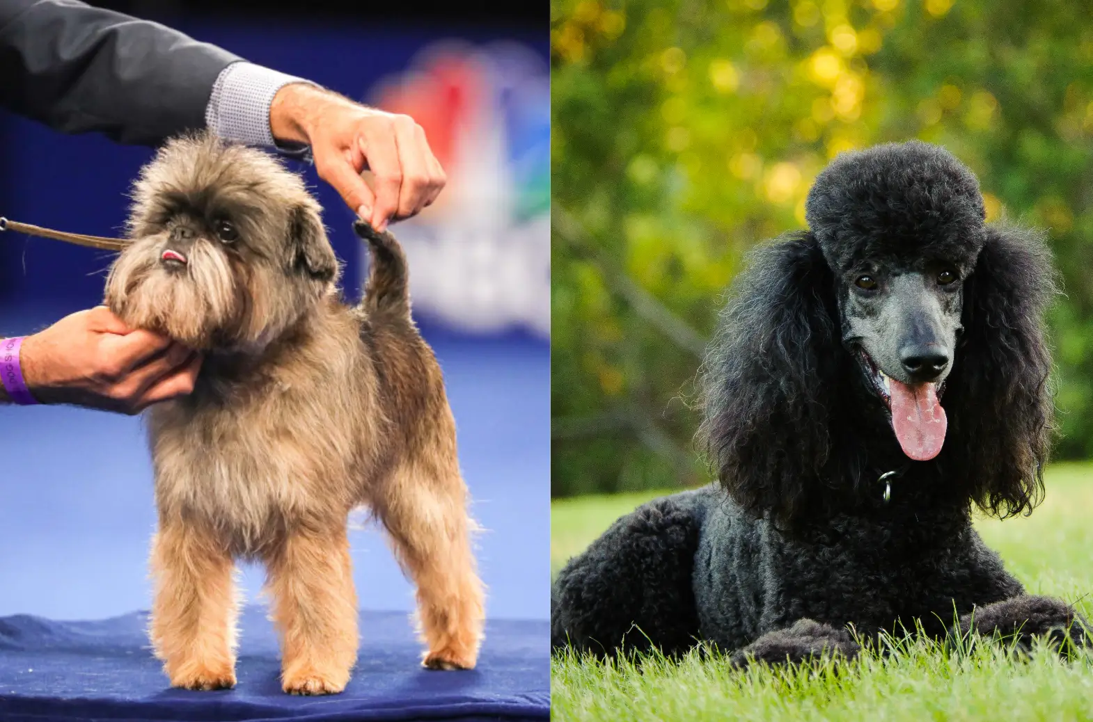 Affenpoo dog Characteristics