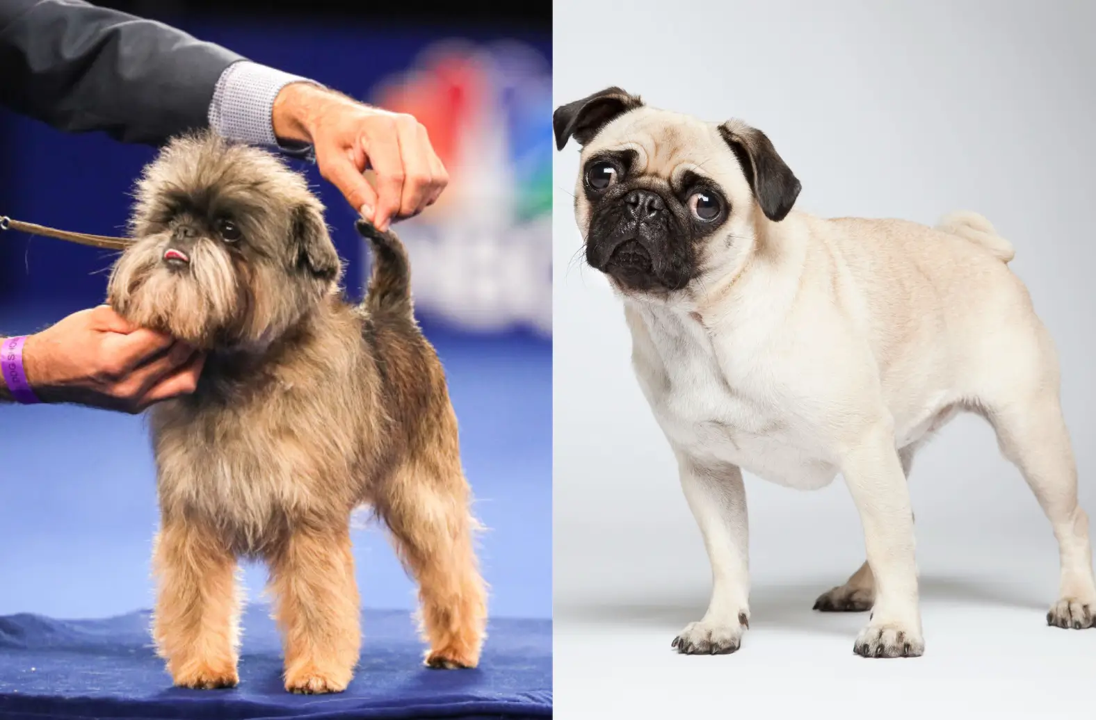 Affenpug dog Characteristics