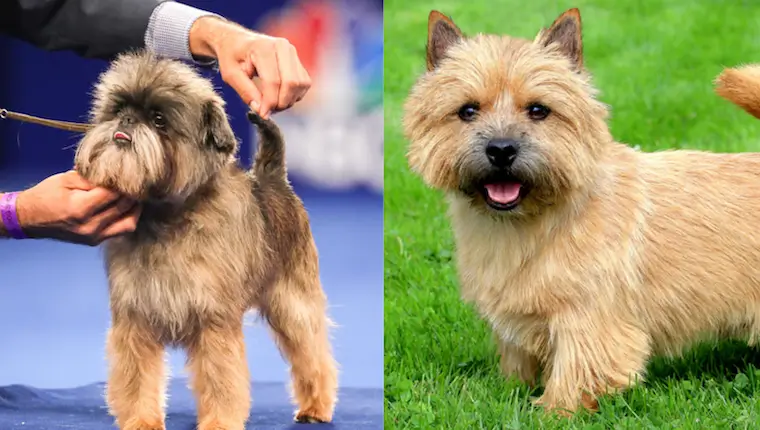 Affenwich dog Characteristics