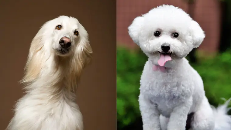 Afghan Chon dog Characteristics