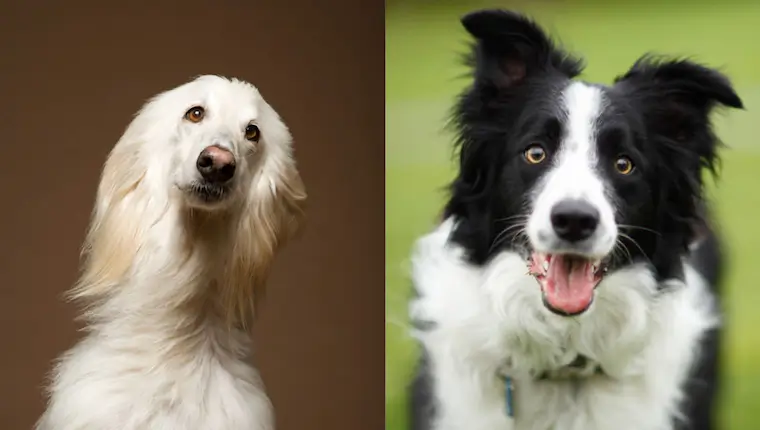 Afghan Collie Dog Characteristics