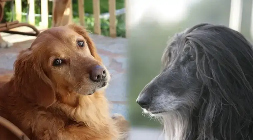 Afghan Retriever Dog Characteristics