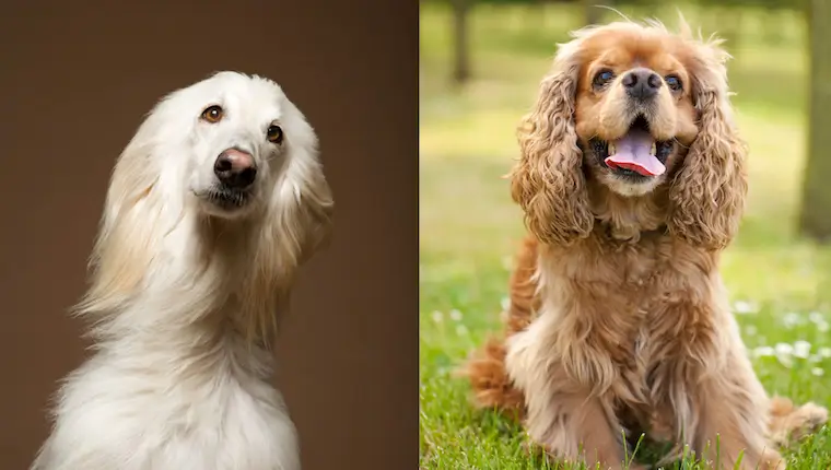 Afghan Spaniel dog breed