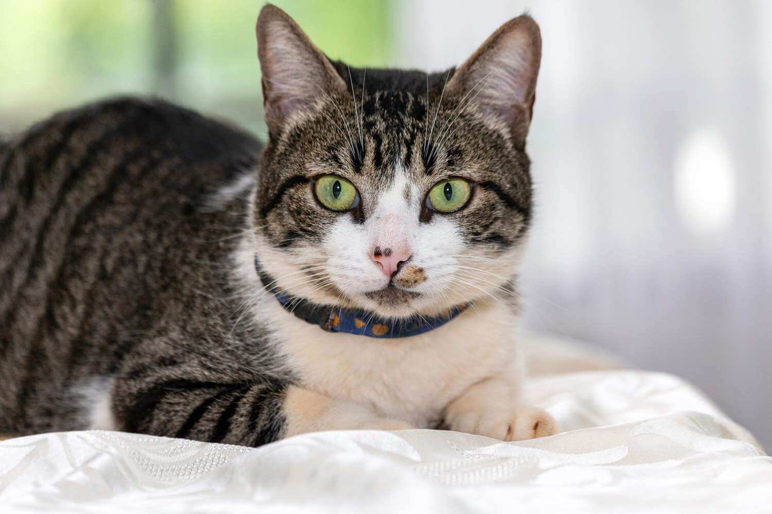 American wirehair cat personality