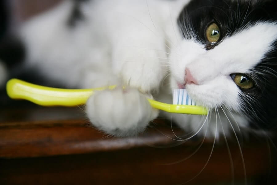 Cat Dental Insurance