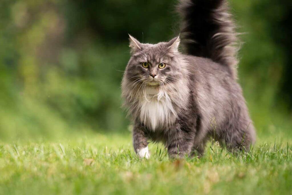 Maine Coon cat personalities