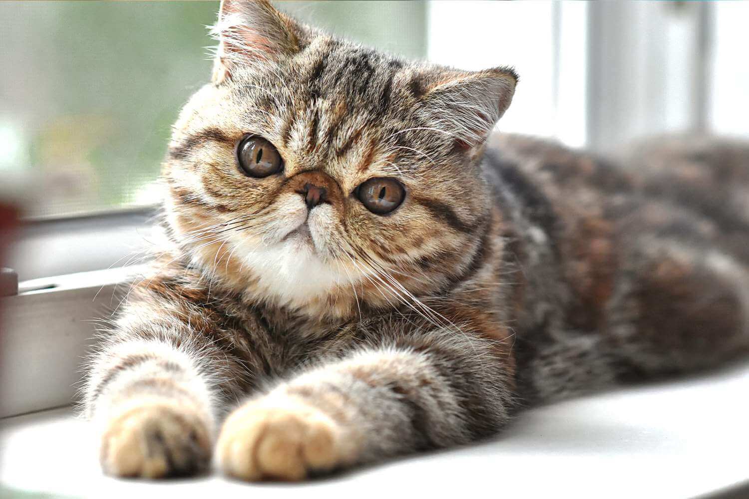 Exotic Shorthair cat personalities