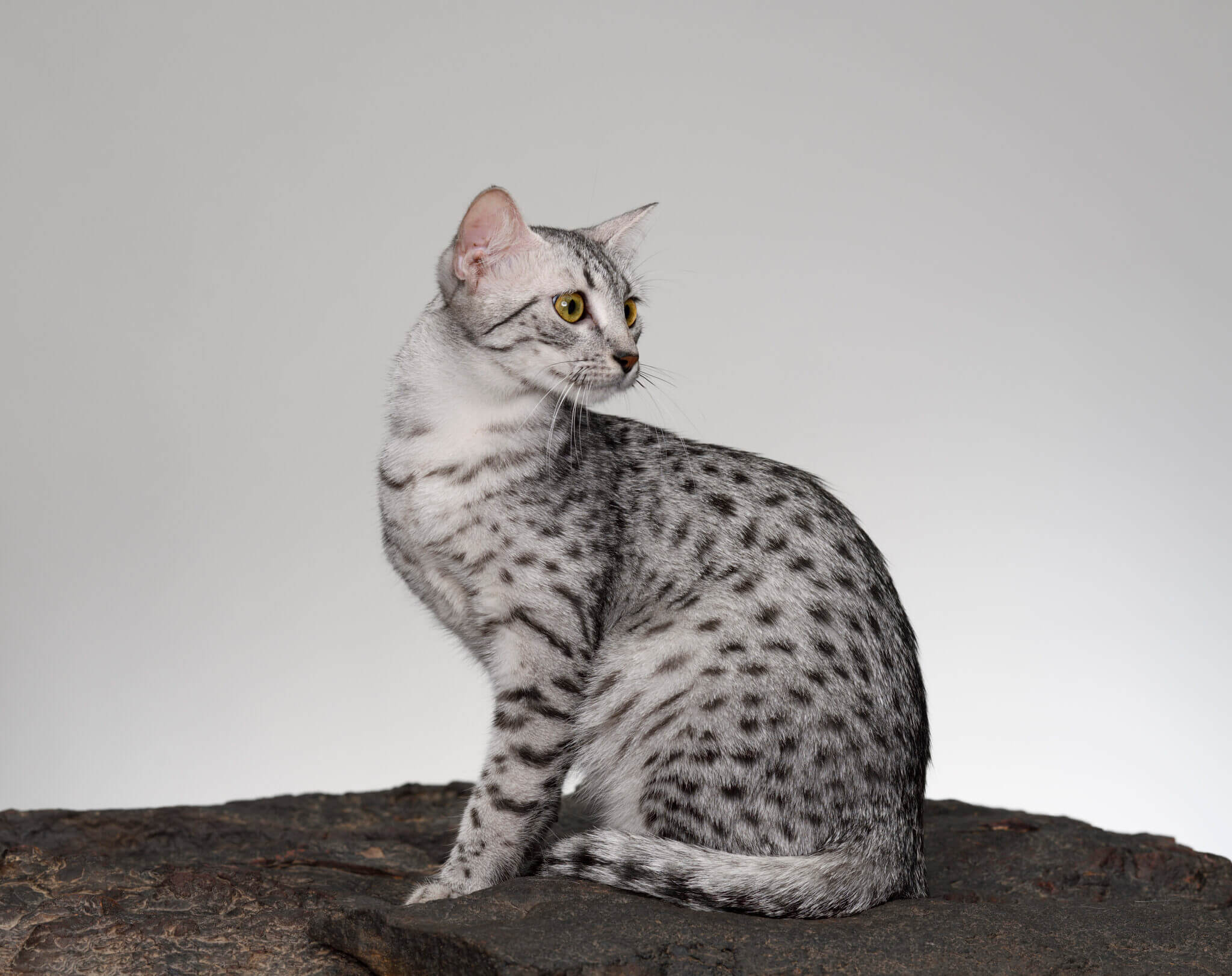 Egyptian Mau cat personalities