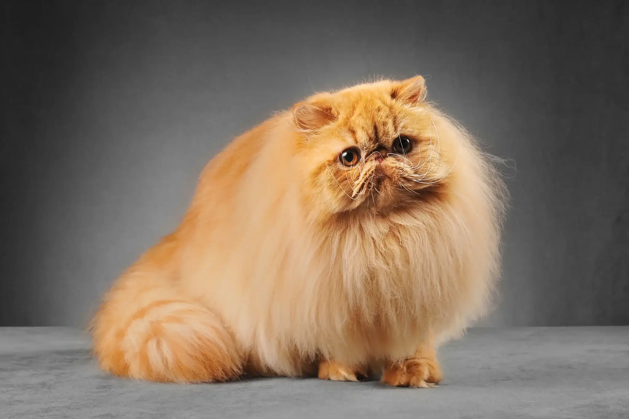 Persian cats personalities
