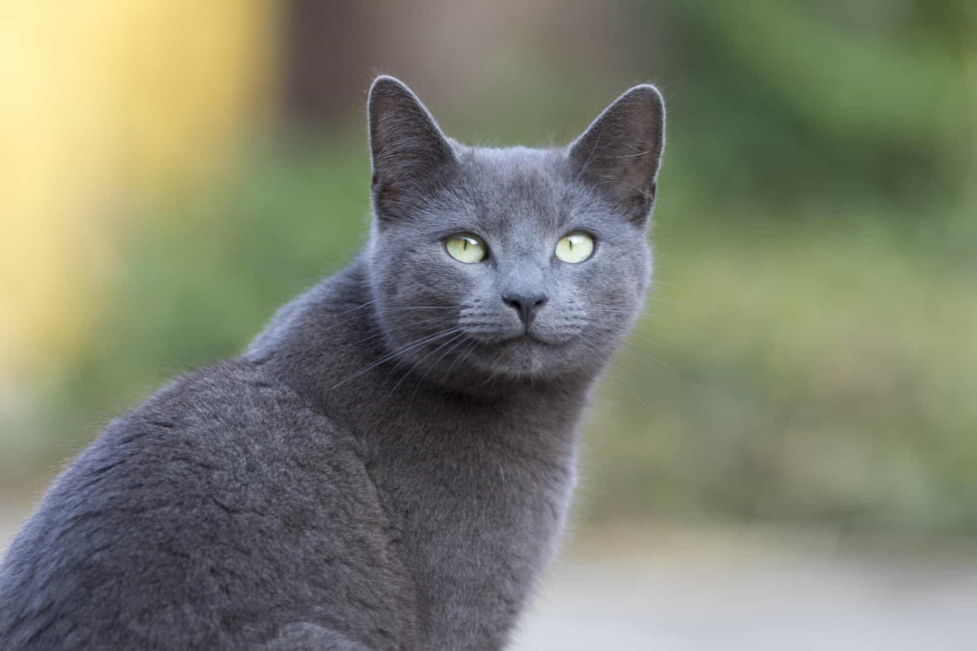 Russian Blue cat personalities
