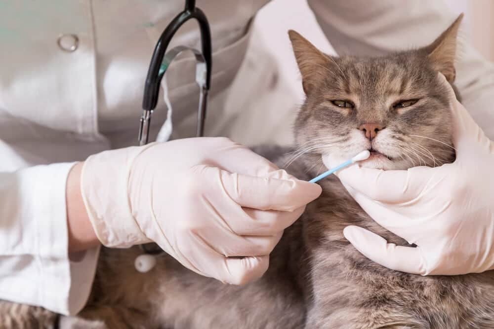 Cat DNA breed test