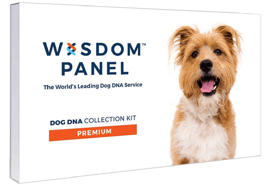 Wisdom Panel Dog DNA Test: Is It Worth It?