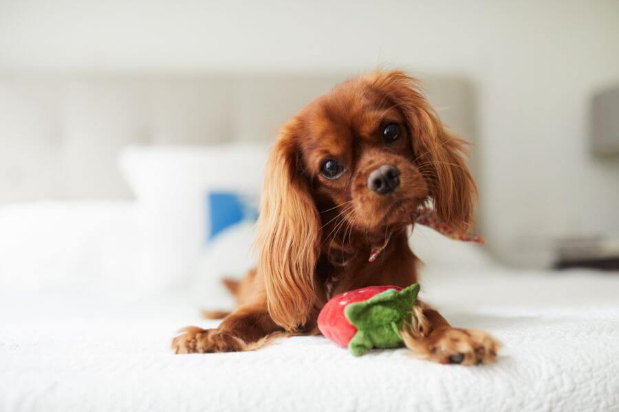 Find Your Creativity: Unique Female Dog Names