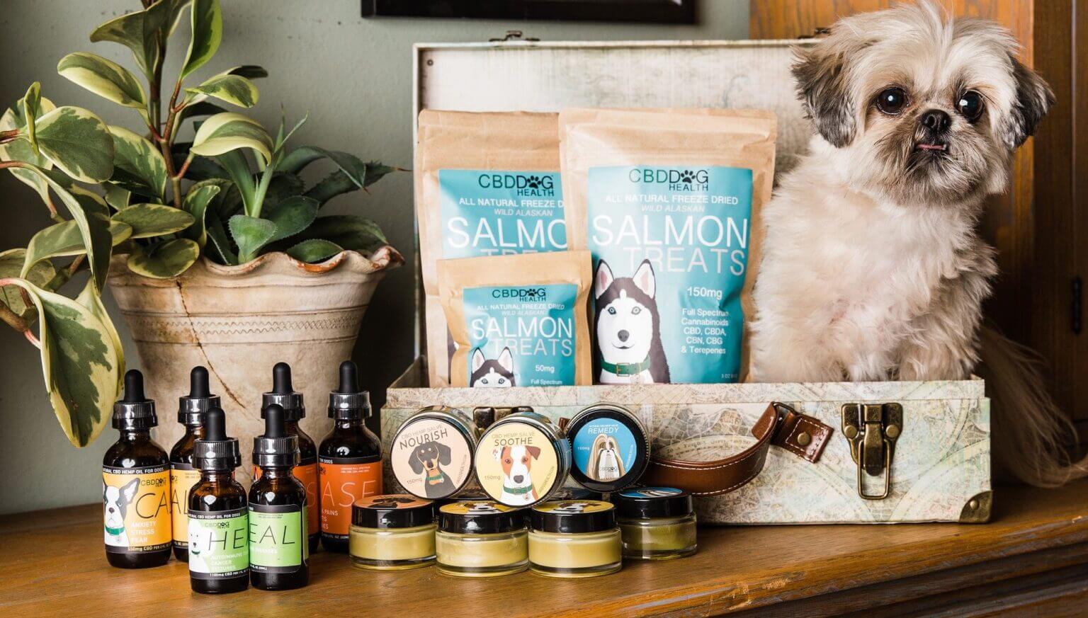 Why Do You Need CBD Dog Health?