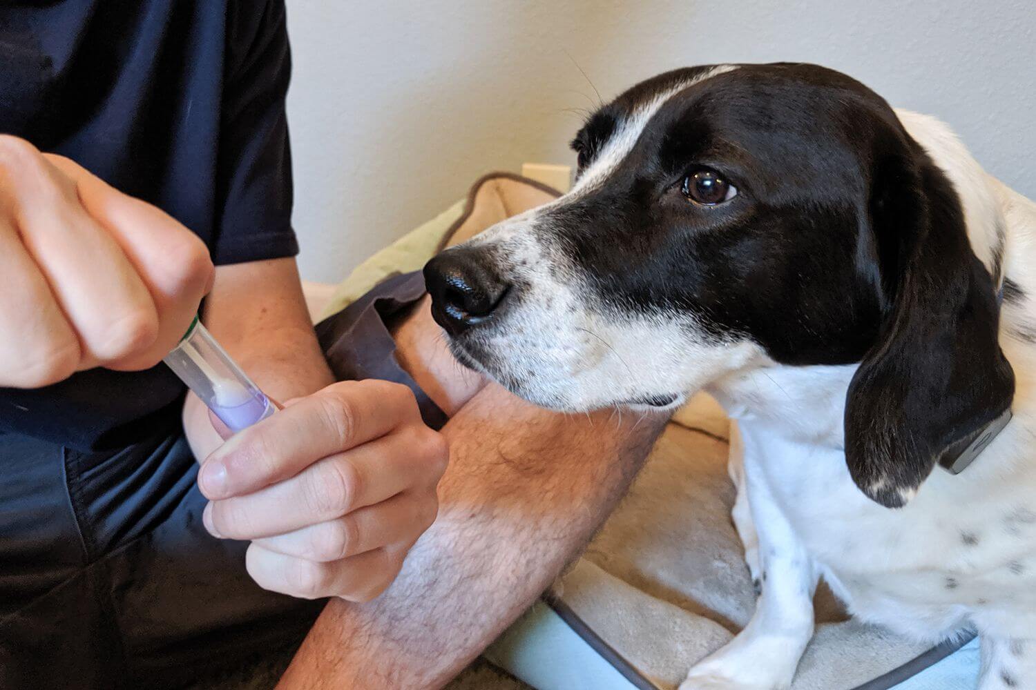 What Makes Dog Breed DNA Tests So Popular?