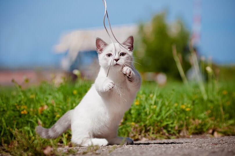 Munchkin Cat Health Problems and How to Treat These Concerns