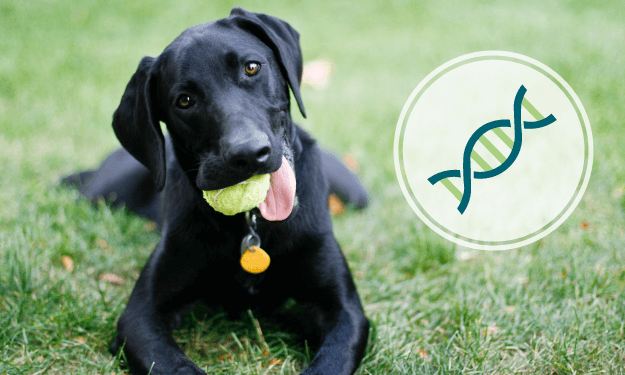 What is a Dog DNA Age Test?