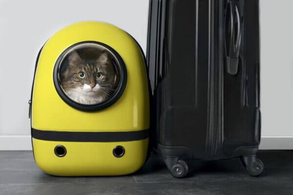 How to Travel with a Cat: Ideas to Make Your Pet’s Journey Comfy and Safe