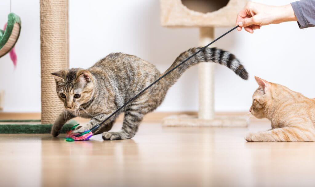 The Variety and Importance of Enrichment Activities for Cats
